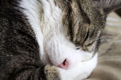 Close-up of cat sleeping