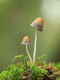 Close-up of mushroom growing outdoors