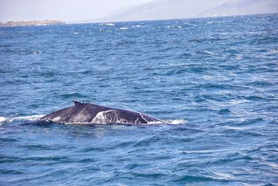 Humpback whale swimming in sea