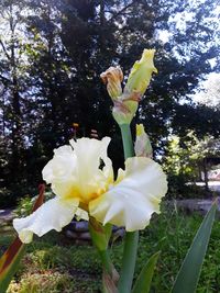 Close-up of white flower blooming on tree