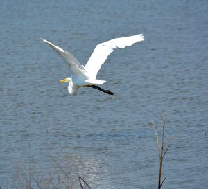 Seagull flying over lake