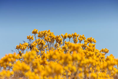 Low angle view of yellow flowering plants against sky