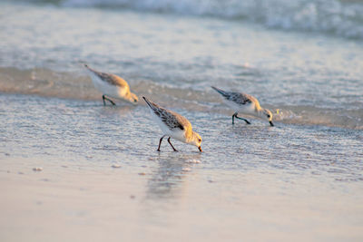 Close-up of sandpiper in surf