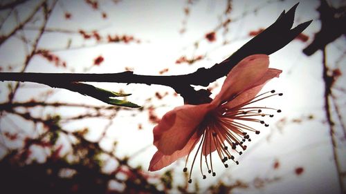 Close-up low angle view of flowers