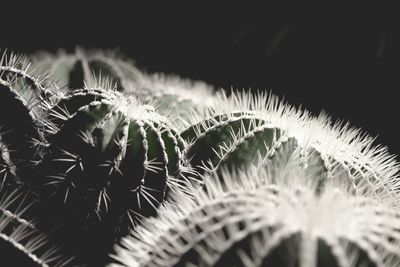 Close-up of spiked plant against black background