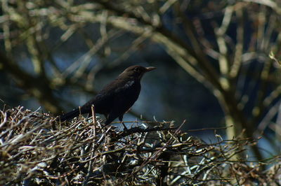 Close-up of bird perching on branch