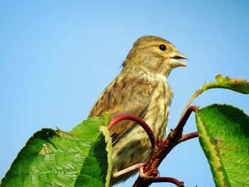 Low angle view of bird perching on tree against clear sky