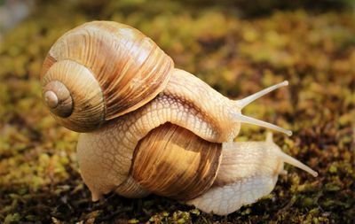 Close-up of snail