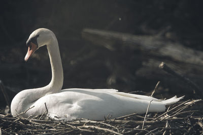 Close-up of swan in lake