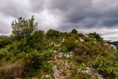 Trees and plants on land against sky