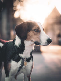 Close-up of dog looking away