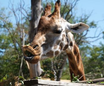 Close-up of an animal