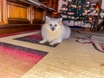 Portrait of dog on rug at home