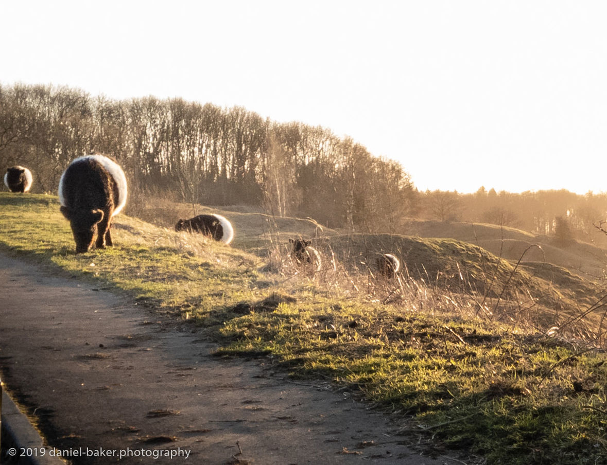 animal, animal themes, mammal, vertebrate, group of animals, sky, plant, field, domestic animals, land, nature, grass, domestic, livestock, pets, no people, grazing, clear sky, landscape, day, outdoors, herbivorous, herd