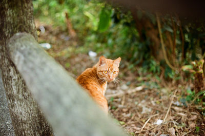 Portrait of a cat