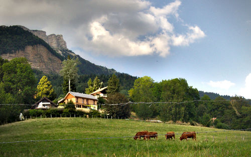 Cows on grassy field