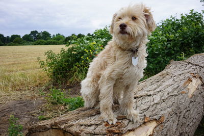 View of dog standing on field