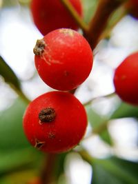 Close-up of red berries on tree