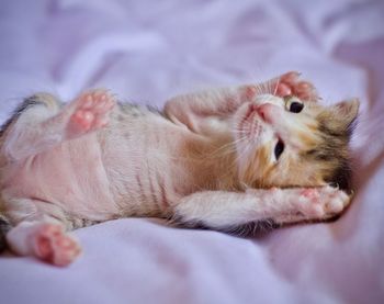 Close-up of cat lying on bed