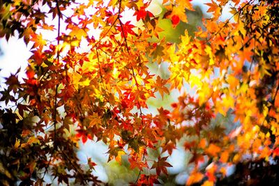 Low angle view of maple leaves on tree