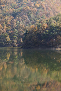 Scenic view of lake in forest