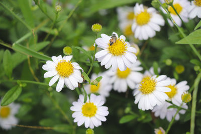 Close-up of white daisy flowers