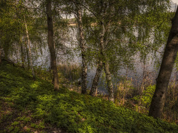 Trees in forest