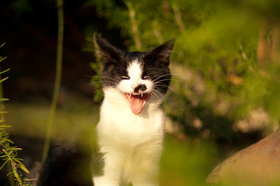 Close-up portrait of cat