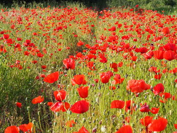 Red poppies blooming on field