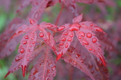 Close-up of wet red leaves