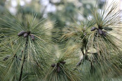 Close-up of thistle