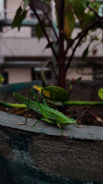 Close-up of lizard on plant against wall