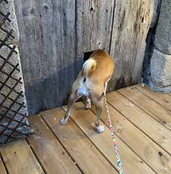 High angle view of a dog