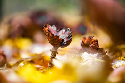 Close-up of dry leaves on flower