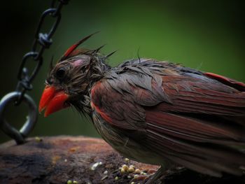 Close-up of bird perching