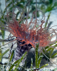 Close-up of red flowering plant