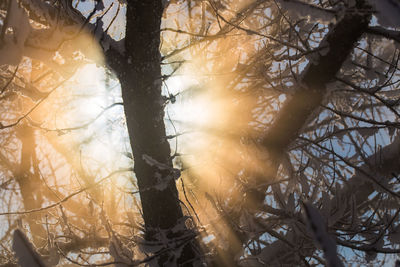 Sunlight streaming through trees in forest