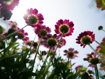 Close-up of pink flowering plants against sky