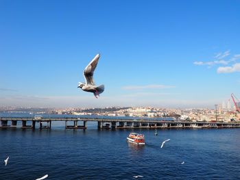 Seagull flying over water