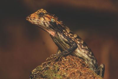 Close-up of lizard on rock