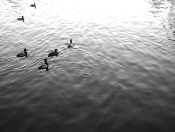 High angle view of ducks swimming in lake