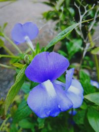 Close-up of purple flowers blooming outdoors