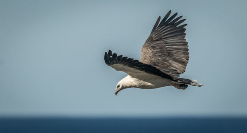 Seagulls flying over sea against clear sky