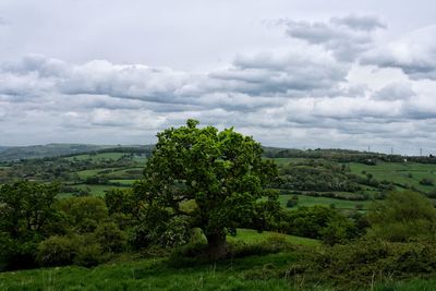 Trees on field against sky