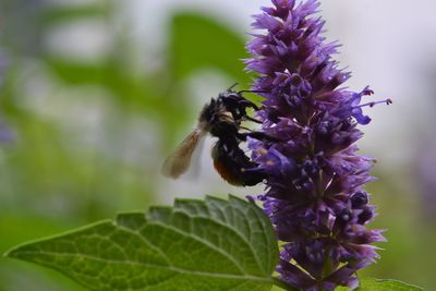 Close-up of bee pollinating on purple flower