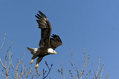 Low angle view of eagle flying against clear sky