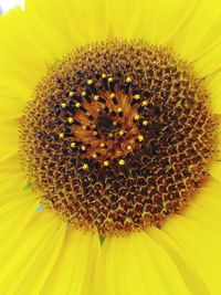 Close-up of sunflower