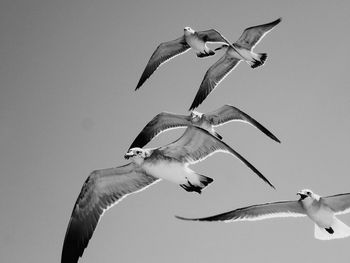 Low angle view of seagull flying