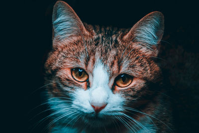 Close-up portrait of a cat