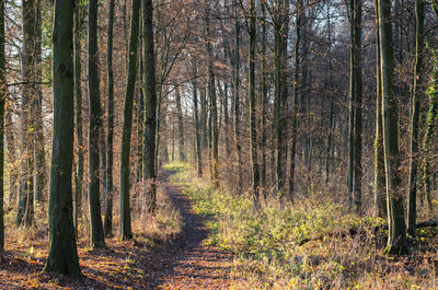 Trees growing in forest